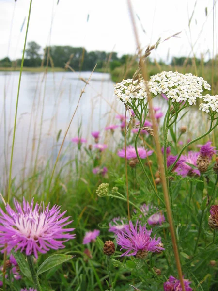 Квіти на березі річки . Стокове Фото