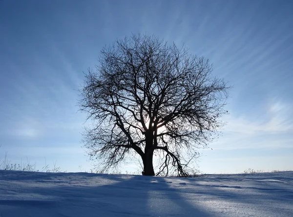 Tree of knowledge.