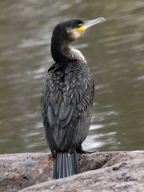 Cormorant clipart