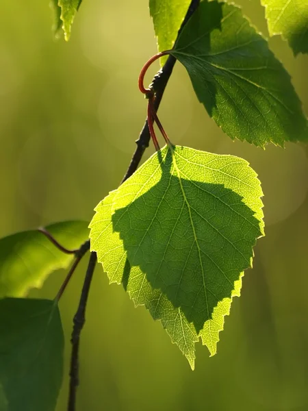 Huş ağacı yaprakları — Stok fotoğraf
