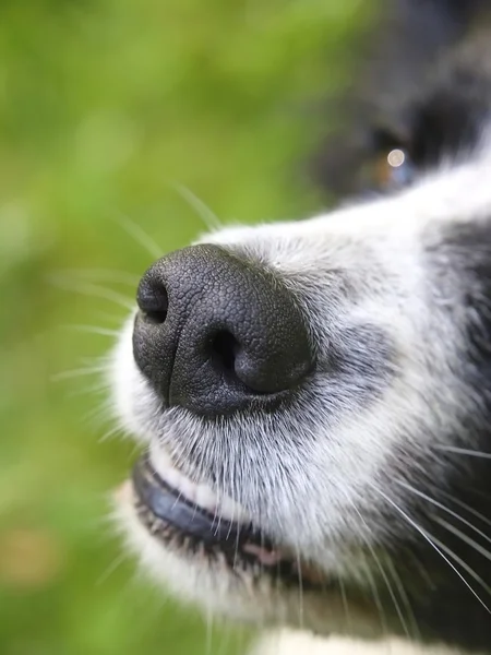 Dog´s burun