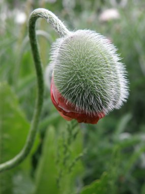 haşhaş bud