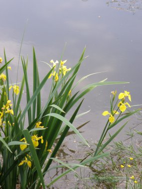 sikke üzerinde beyaz backgro gülümseme oluşur