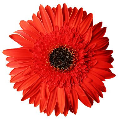 Red Gerbera clipart