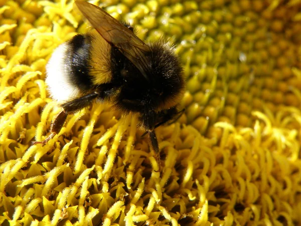 Bumblebee ayçiçeği üzerinde