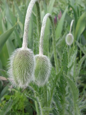 haşhaş bud