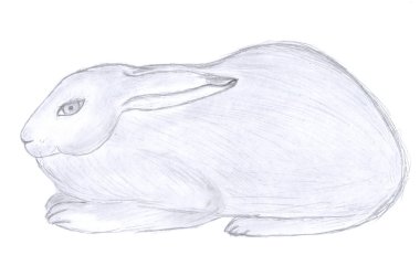 Sitting rabbit sketch clipart