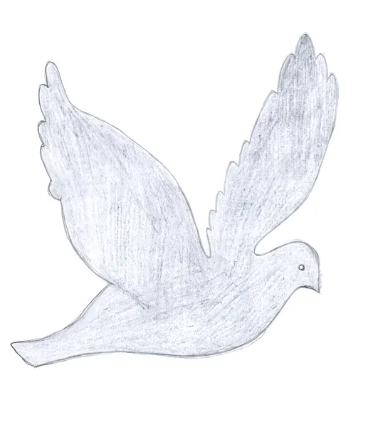 비둘기 스케치 — 스톡 사진