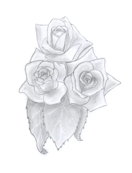 Szkic róż — Zdjęcie stockowe