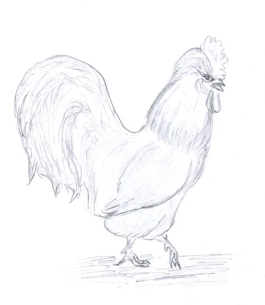 Sketch of rooster — Stock Photo, Image