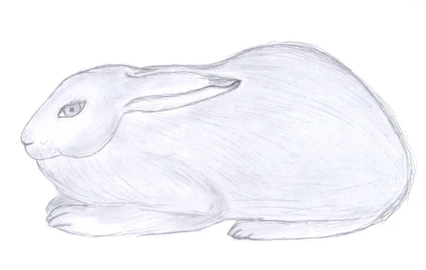 Сидячи кролик ескіз — стокове фото