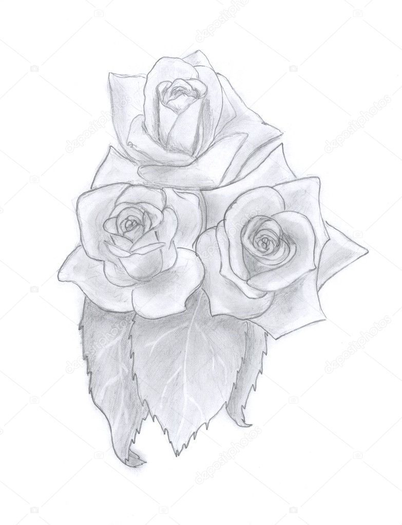 Roses sketch