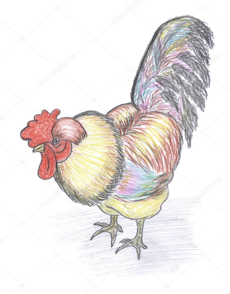 Disegno di Gallo schizzo animale da fattoria a matita colorata — Foto di nadyaus