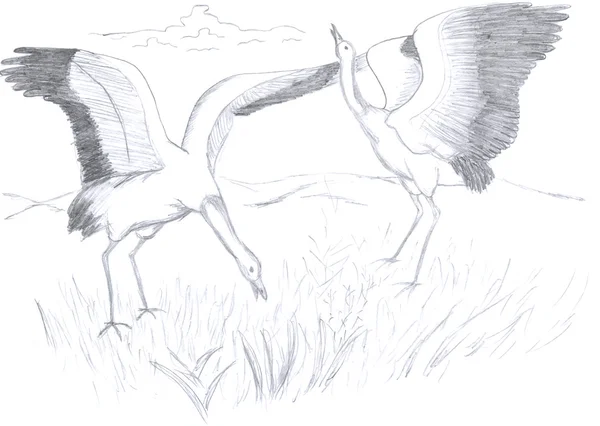 Two herons sketch — Stock Photo, Image