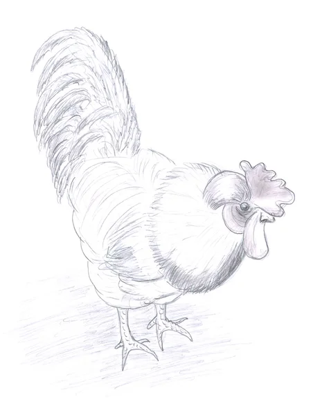 Sketch of rooster — Stock Photo, Image