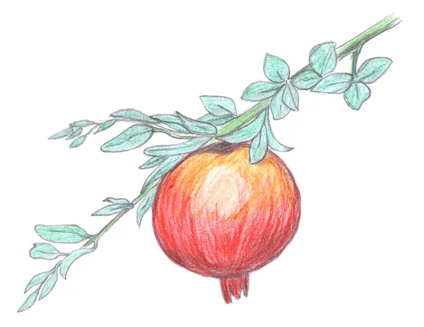 Pomegranate fruit sketch, garnet — Stock Photo, Image