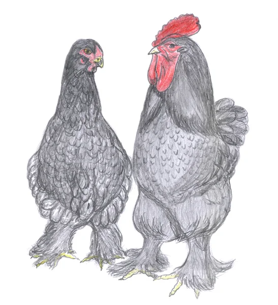 Rooster and hen, farm animal, sketch — Stock Photo, Image