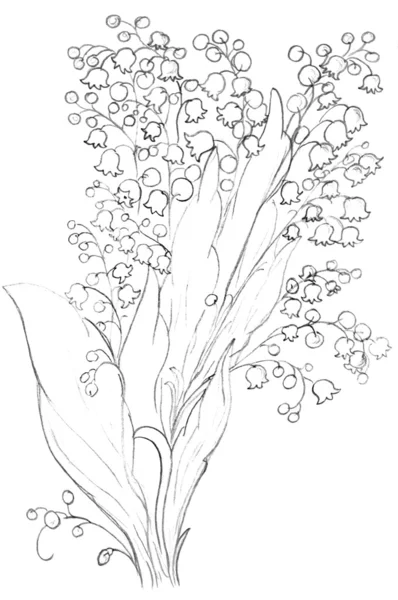 ユリの花をスケッチ、図面 — ストック写真