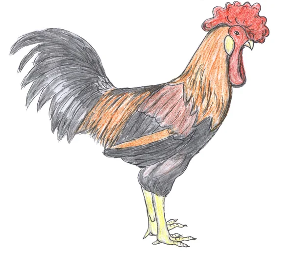 Rooster, farm animal, sketch — Stock Photo, Image