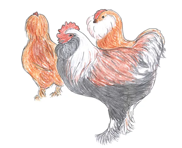 Of rooster and hens, farm animals — Stock Photo, Image