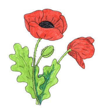 Poppy flower drawing clipart
