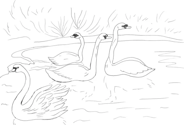 Cygnes nageant dans le lac — Photo