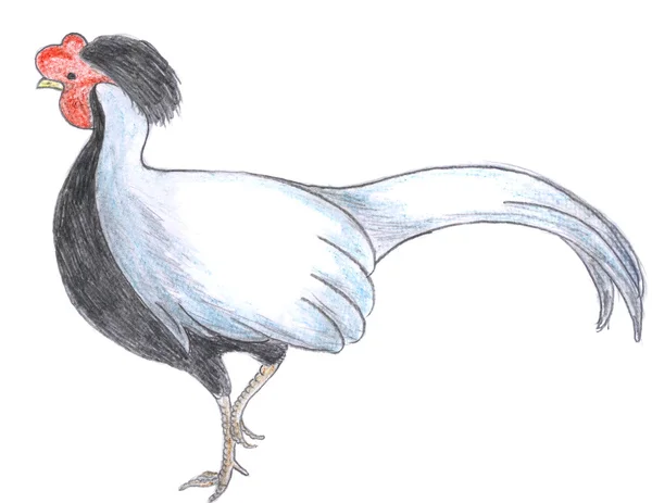 Pheasant drawing — Stock Photo, Image