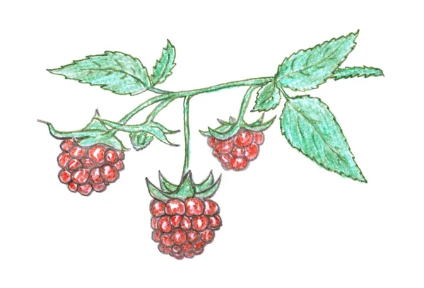 Raspberry berry sketch, garnet — Stock Photo, Image