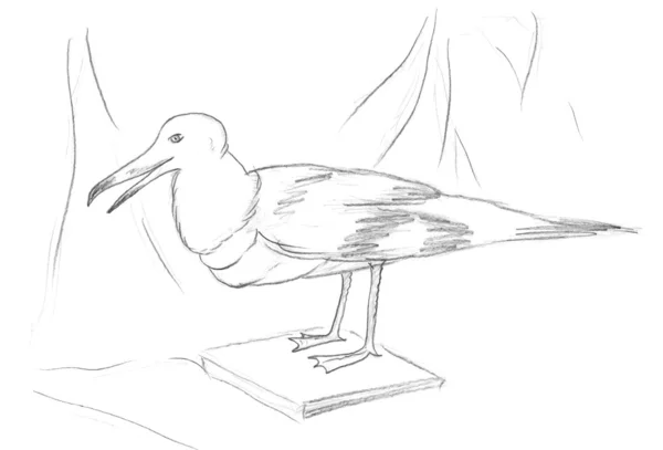 Gull, seagull sketch — Stock Photo, Image
