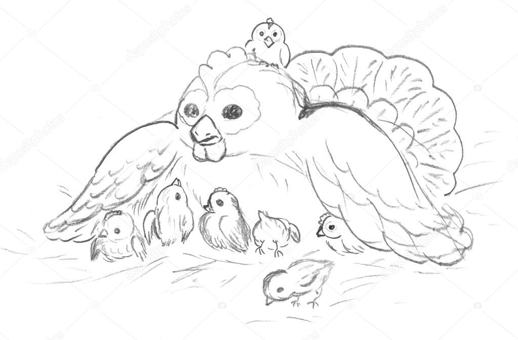 Hen with chickens, sketch