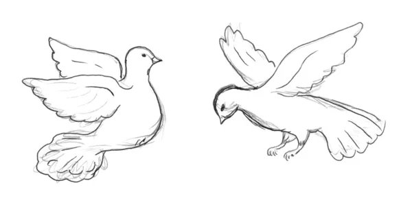 Dvě holubice skica — Stock fotografie