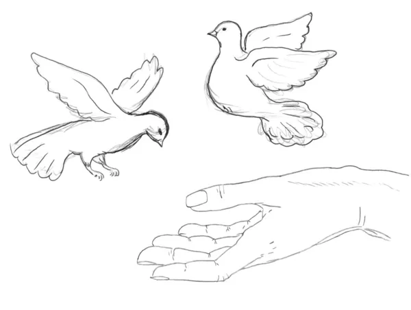 Pássaros voando perto da mão humana — Fotografia de Stock