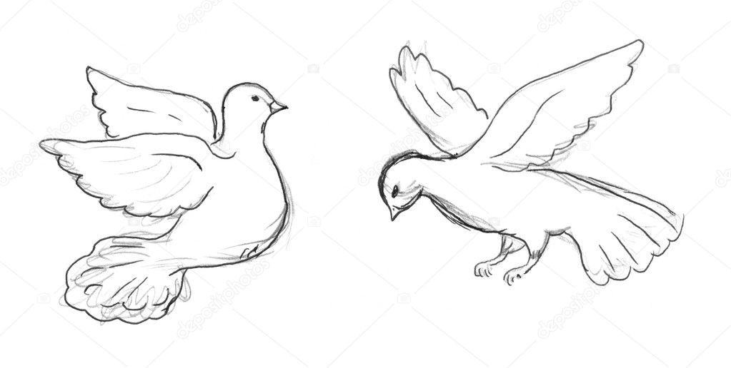 dove bird drawing for kids
