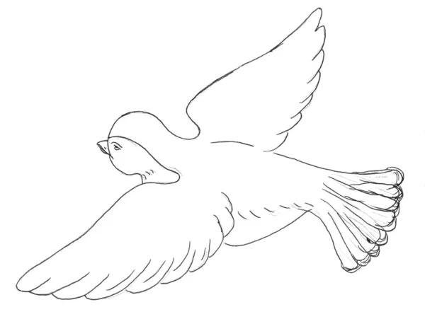 Sparrow bird sketch — Stock Photo, Image
