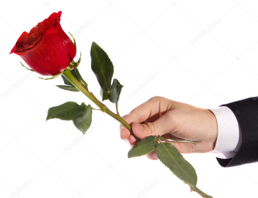 Рука дарит розу