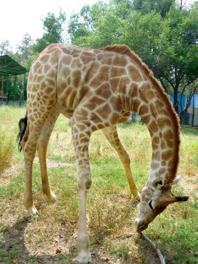 Giraffe clipart