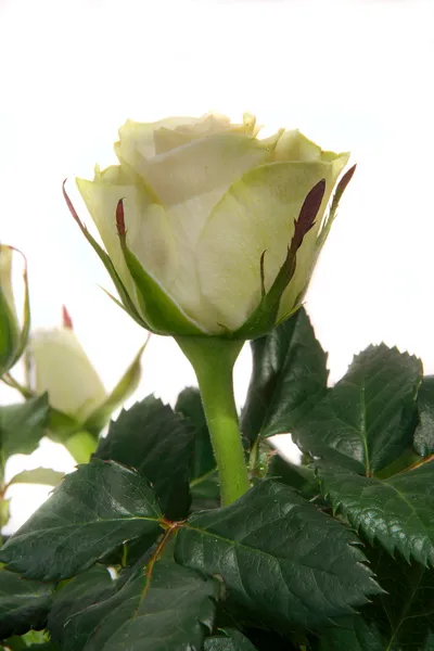 Bílé růže — Stock fotografie