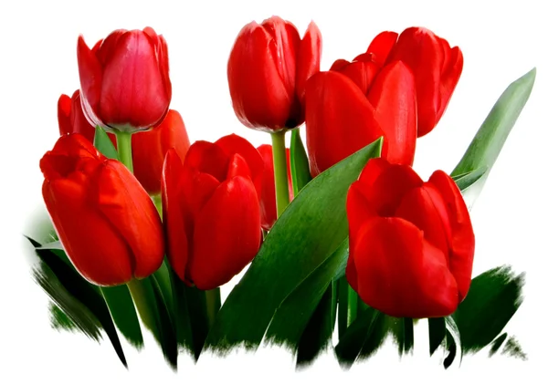 stock image Tulips