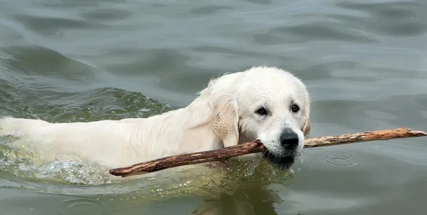 Stock image The dog