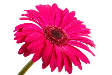 Gerbera