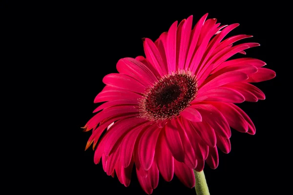 stock image Red gerbera