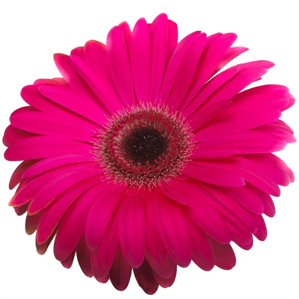 stock image Gerbera