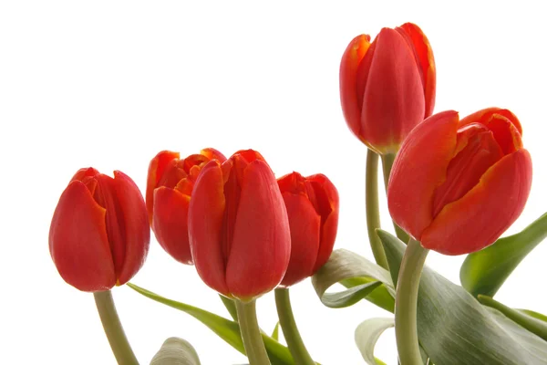 stock image Tulip