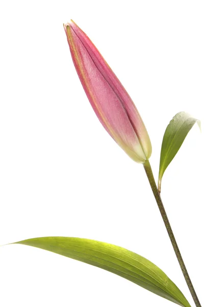 Liljat — kuvapankkivalokuva