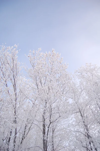 Stock image Cold Sky