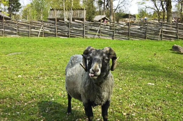 Sheep showing tongue — Stock Photo, Image