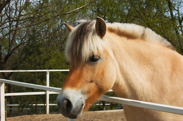 Belo cavalo de fiorde — Fotografia de Stock