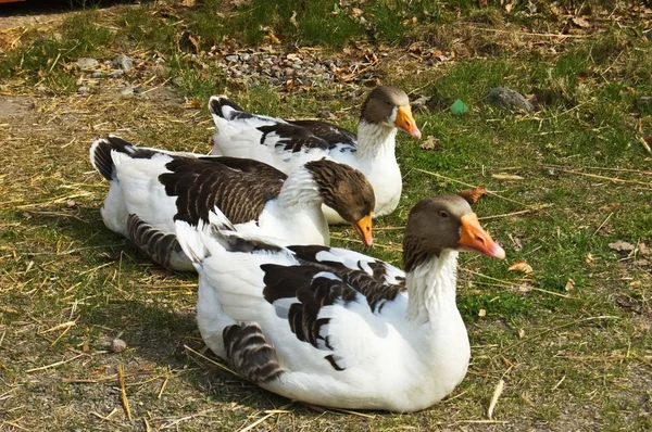 Three geese — Stock Photo, Image