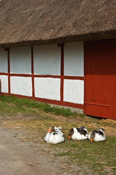 Три гусей — стокове фото