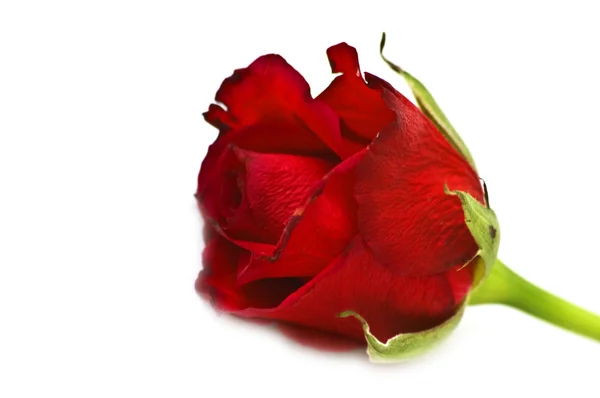 Isolated red rose close-up — Stock Photo, Image